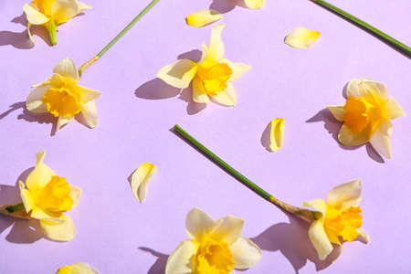 Beautiful daffodils on color backgroundの写真素材