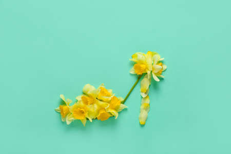 Female shoes made of beautiful daffodils on color backgroundの写真素材