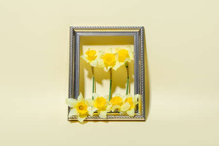Frame with beautiful daffodils on color backgroundの写真素材