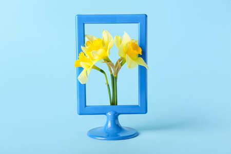 Frame with beautiful daffodils on color backgroundの写真素材