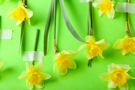 Composition with beautiful daffodils on color backgroundの写真素材
