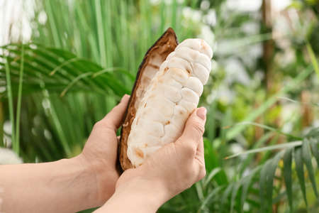 Woman holding fresh cocoa fruit outdoorsの写真素材