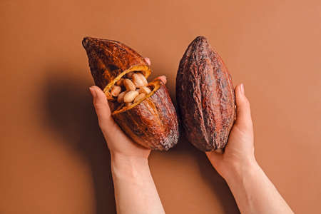Woman holding fresh cocoa fruits on color backgroundの写真素材