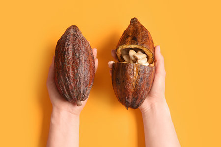 Woman holding fresh cocoa fruits on color backgroundの写真素材