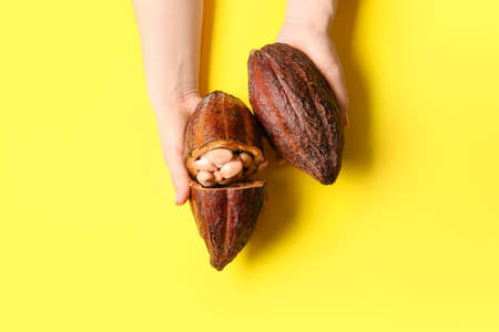 Woman holding fresh cocoa fruits on color backgroundの写真素材