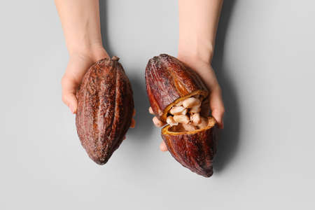 Woman holding fresh cocoa fruits on gray backgroundの写真素材