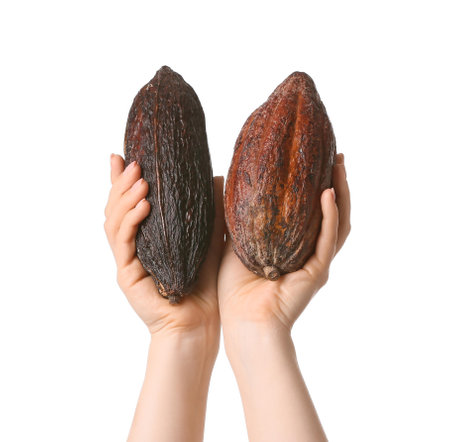 Woman holding fresh cocoa fruits on white backgroundの写真素材