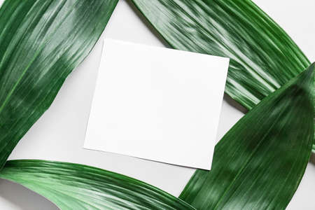 Blank card and green leaves on white background, closeupの写真素材