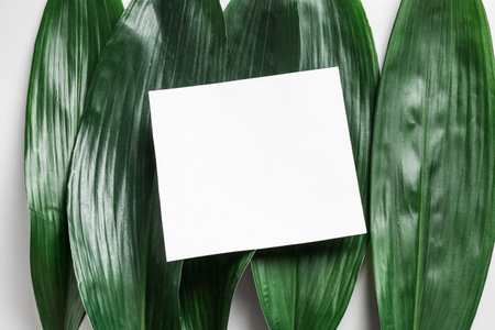 Blank card and green leaves on white background, closeupの写真素材