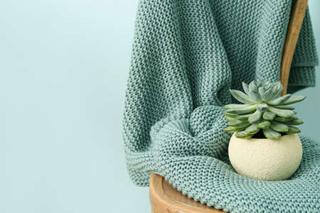 Knitted plaid on chair and houseplant near color wall, closeup