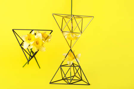 Creative composition with beautiful daffodils on color background