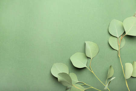 Eucalyptus branches on color backgroundの写真素材