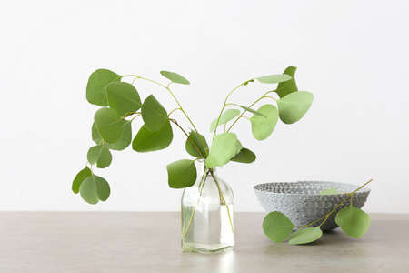 Vase with eucalyptus branches on light backgroundの写真素材