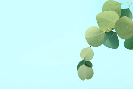 Eucalyptus leaves on color background