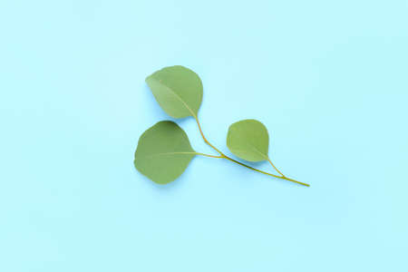 Eucalyptus branch on color backgroundの写真素材