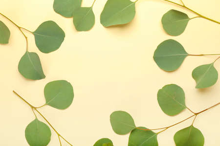 Frame made of eucalyptus branches on color background