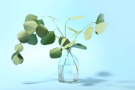 Vase with eucalyptus branches on color backgroundの写真素材