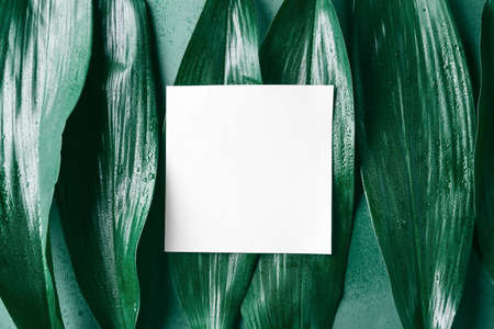 Blank card and plant leaves on color background