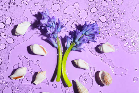 Beautiful hyacinth flowers and seashells on color background with water dropsの写真素材