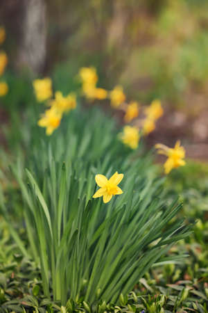 beautiful narcissus growing in gardenの写真素材