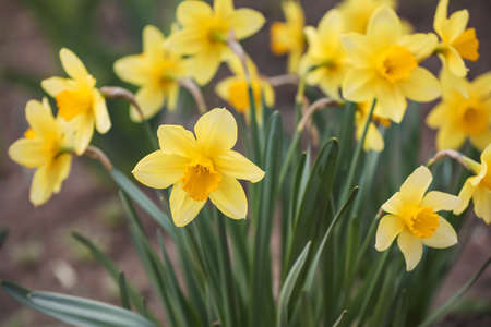 beautiful narcissus growing in garden