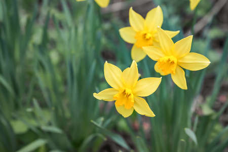beautiful narcissus growing in gardenの写真素材