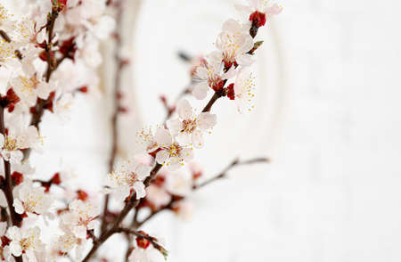 Beautiful blooming spring branches in the roomの写真素材