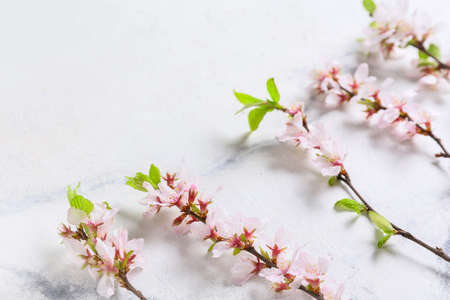 beautiful blooming branches on light background