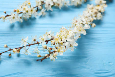 Beautiful blooming branches on color wooden background