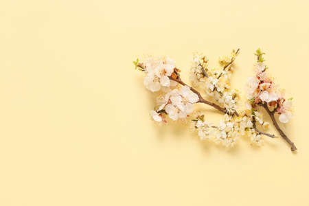 Beautiful blooming branches on color background