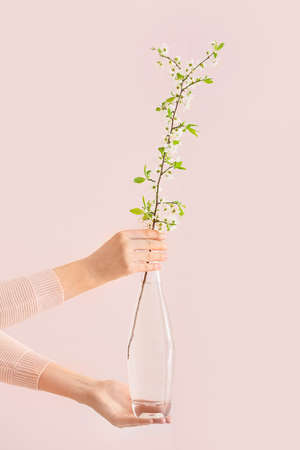 Female hands and vase with beautiful blooming branch on color background