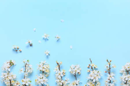 Beautiful blooming branches on color background