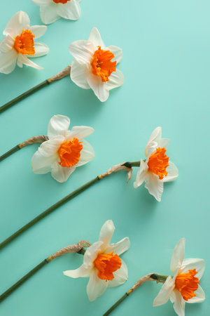 Beautiful daffodils on color backgroundの写真素材