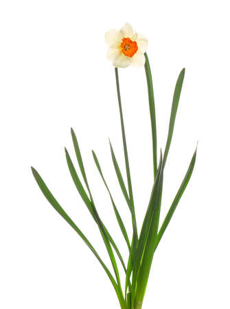 beautiful narcissus on white backgroundの写真素材