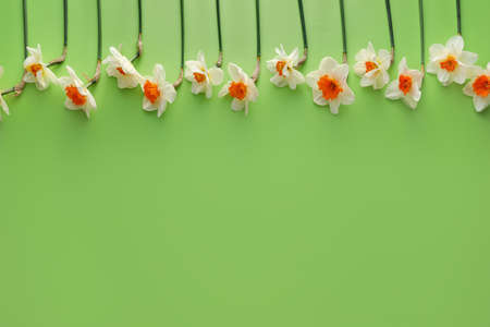 Beautiful daffodils on color backgroundの写真素材