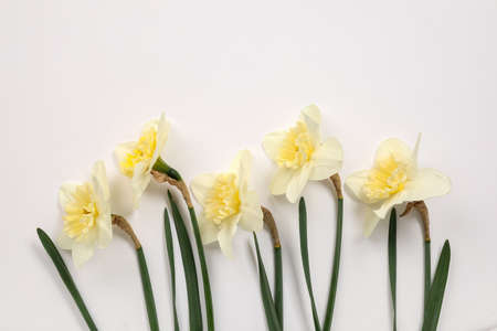 Beautiful daffodils on white backgroundの写真素材