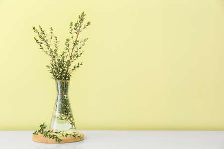 Vase with green eucalyptus branches on table near color wall
