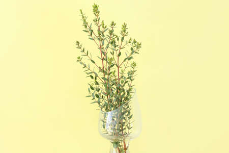 Vase with green eucalyptus branches on color background