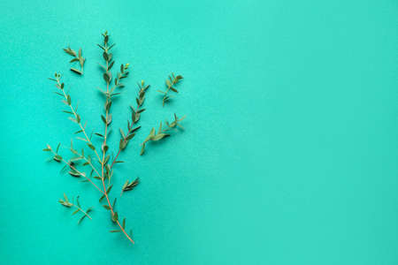 Green eucalyptus branches on color background