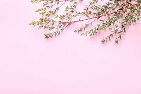 Green eucalyptus branches on color background