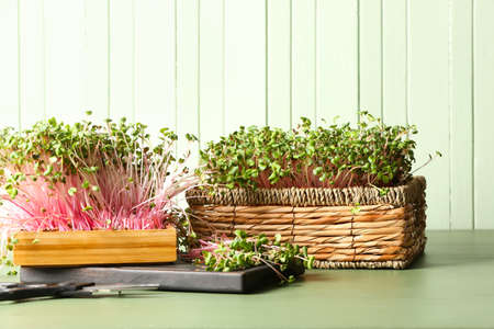 Fresh micro green and scissors on color wooden background