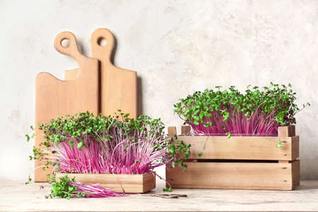 Wooden boxes with fresh micro green and boards on light background
