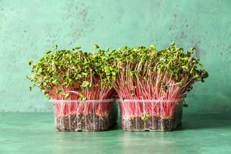 Plastic containers with fresh micro green on color backgroundの写真素材
