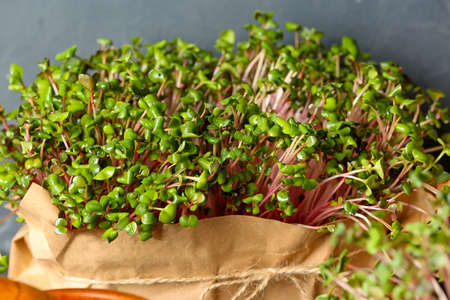 Fresh micro green on dark background, closeup