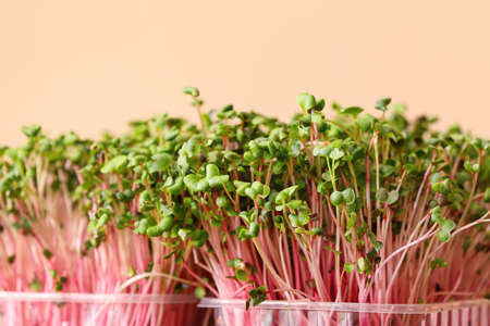 Fresh micro green on color background, closeup