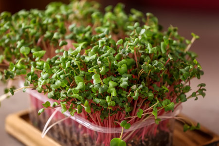 Plastic container with fresh micro green, closeupの写真素材