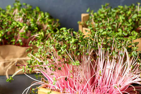 Fresh micro green on dark background, closeup