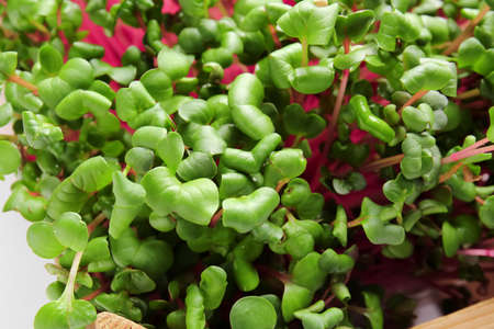 Fresh micro green as background, closeupの写真素材