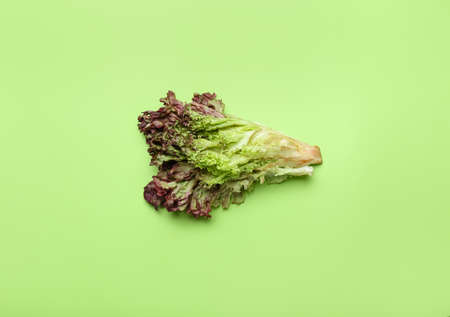 Fresh Lollo Rosso lettuce on color backgroundの写真素材