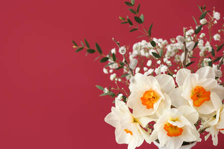 Beautiful daffodils on color backgroundの写真素材